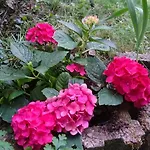 - Thueringer Wald - Rennsteig Appartement