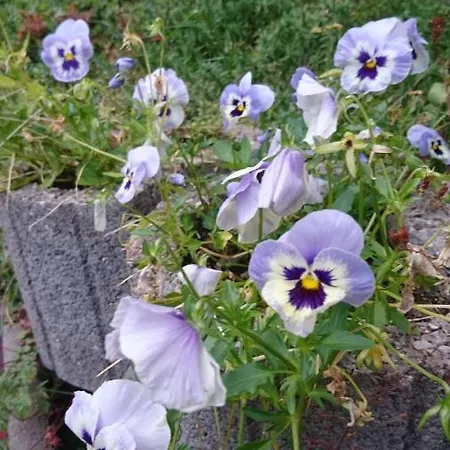 - Thueringer Wald - Rennsteig