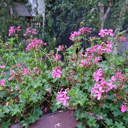 - Thueringer Wald - Rennsteig Piesau