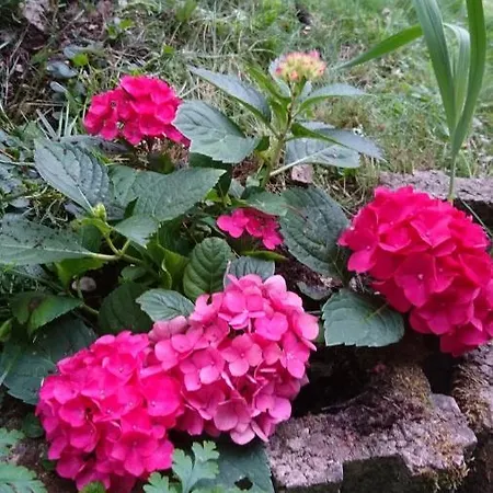 - Thueringer Wald - Rennsteig Apartment