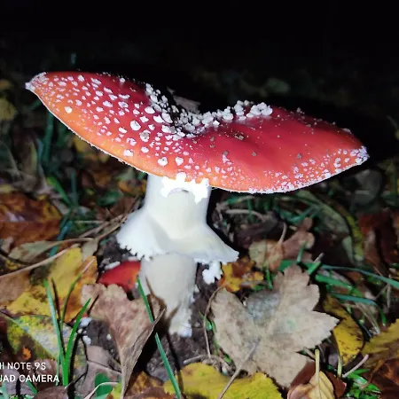 - Thueringer Wald - Rennsteig