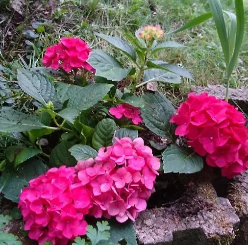 - Thueringer Wald - Rennsteig Appartement