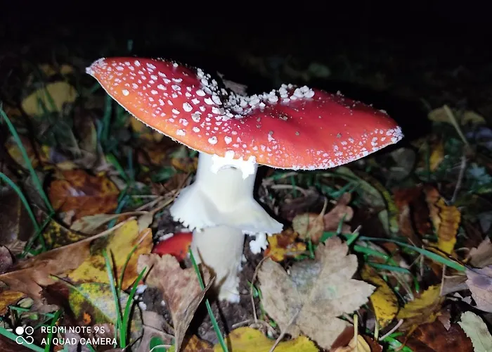 - Thueringer Wald - Rennsteig